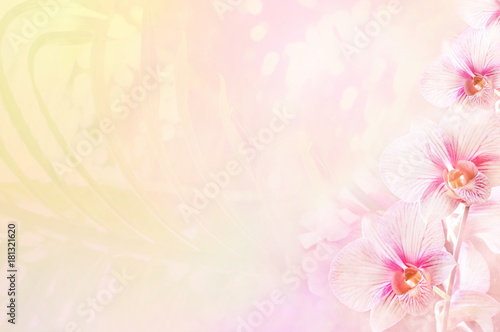 Summer blossoming delicate moth orchid, blooming tropical flowers shiny colorful festive background, bright and soft floral card, selective focus, toned