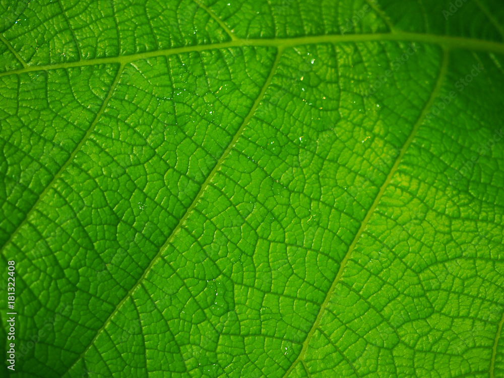 Macro close up fresh bright green vein structure Grandleaf Seagrape (Coccoloba pubescens) wet leaf, with wet water drop attached background Macro close up fresh bright green vein structure Grandleaf Seagrape (Coccoloba pubescens) wet leaf, with wet water drop attached background