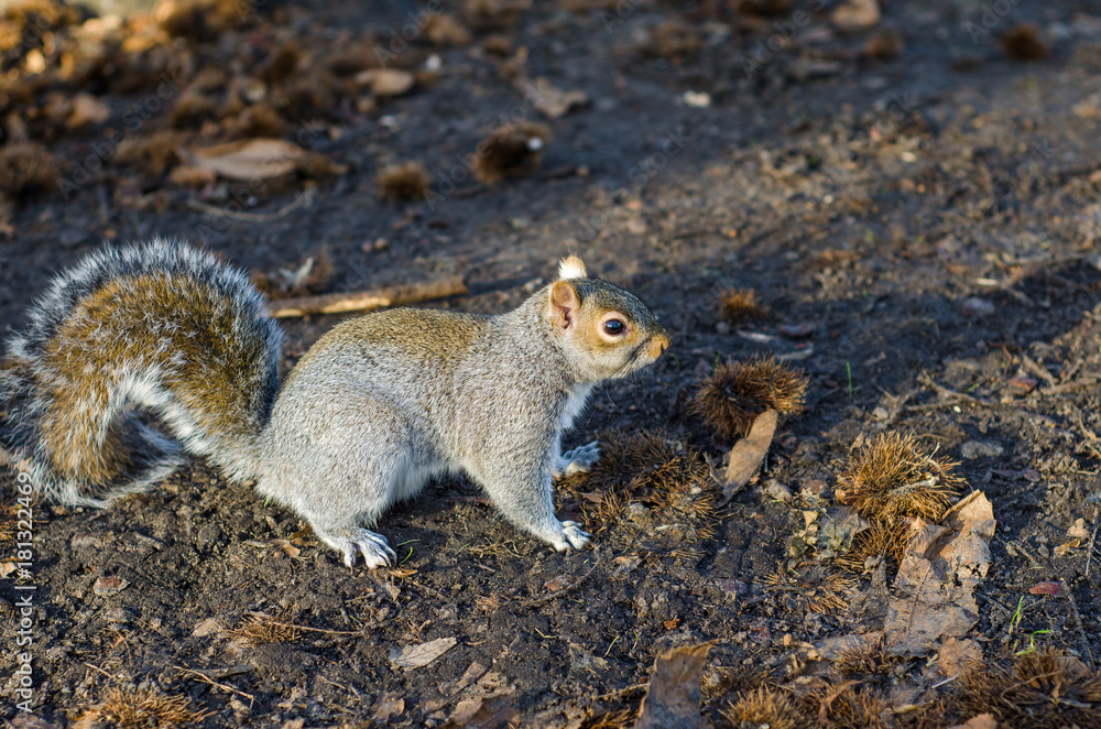 Squirrel at Greenwich Park, London, UK. Squirrel at Greenwich Park, London, UK.