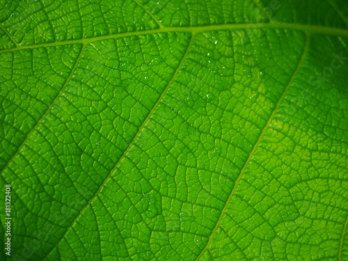 Macro close up fresh bright green vein structure Grandleaf Seagrape (Coccoloba pubescens) wet leaf, with wet water drop attached background