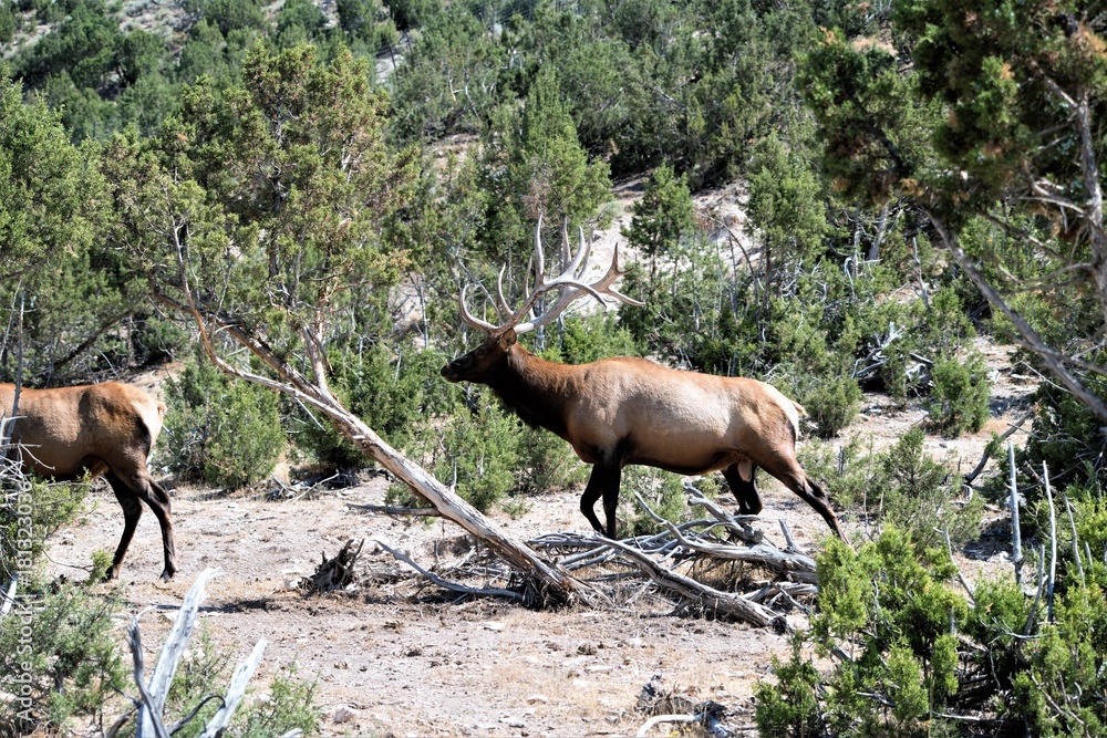 Fototapeta premium BULL ELK IN VELVET