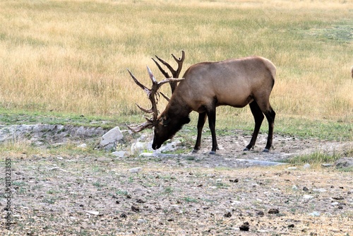 Wallpaper Mural BULL ELK IN VELVET Torontodigital.ca