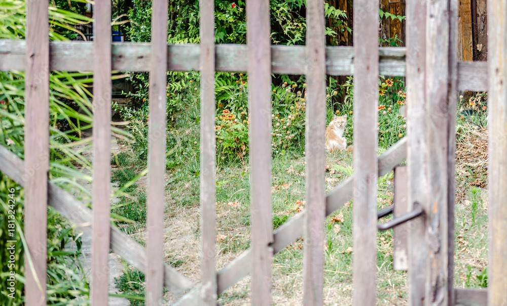 cat in its natural environment cat in its natural environment
