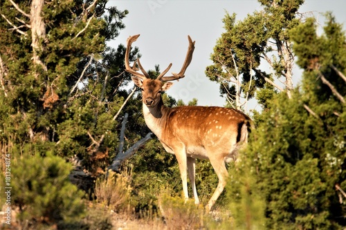 Fallow Deer photo