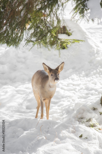 фотографія Young deer in the snow