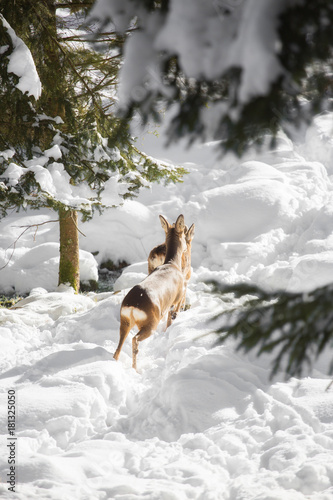Young deer jump in the snow