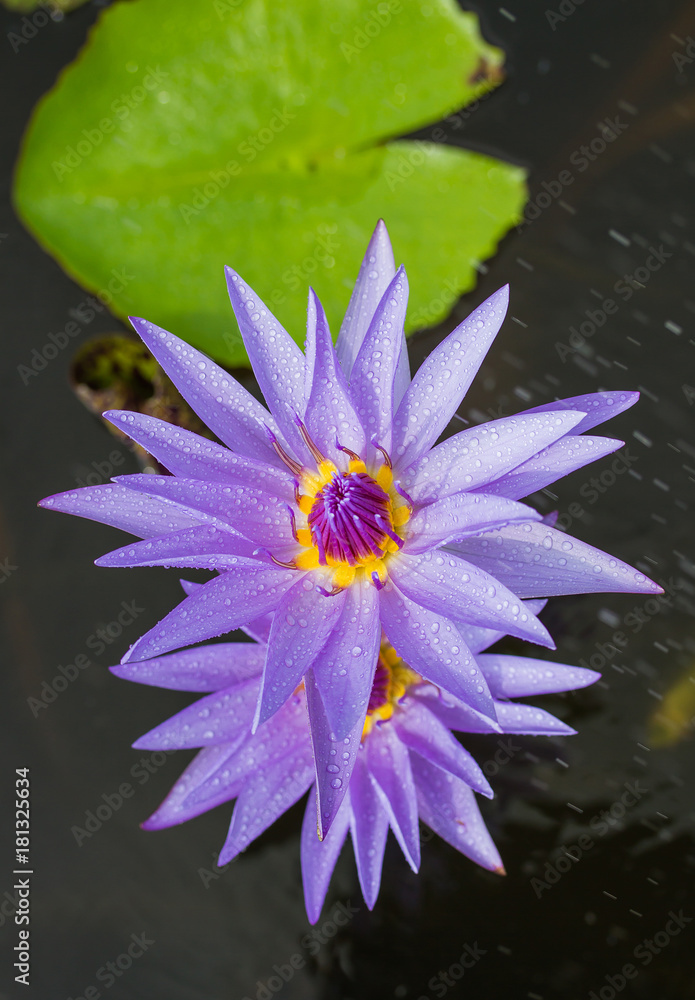 The beautiful blossoming lotus flower closeup in summer. The beautiful blossoming lotus flower closeup in summer.