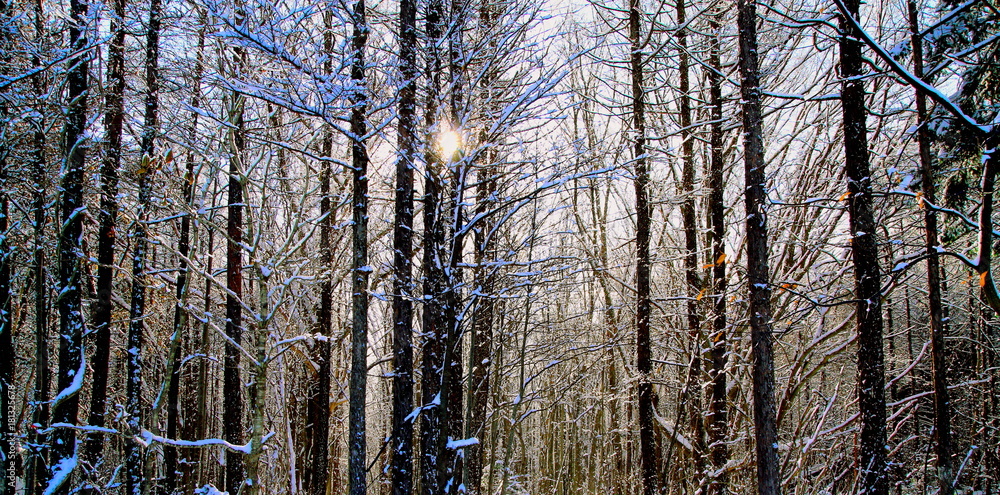 Wooded area of the winter morning Wooded area of the winter morning