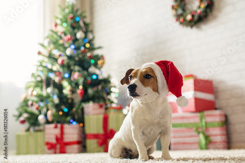 Dog Jack Russell Terrier in a house decorated with a Christmas tree and gifts wishes happy Holiday and  Christmas Eve