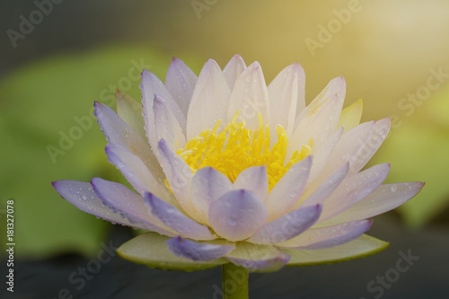 The beautiful blossoming lotus flower closeup in summer