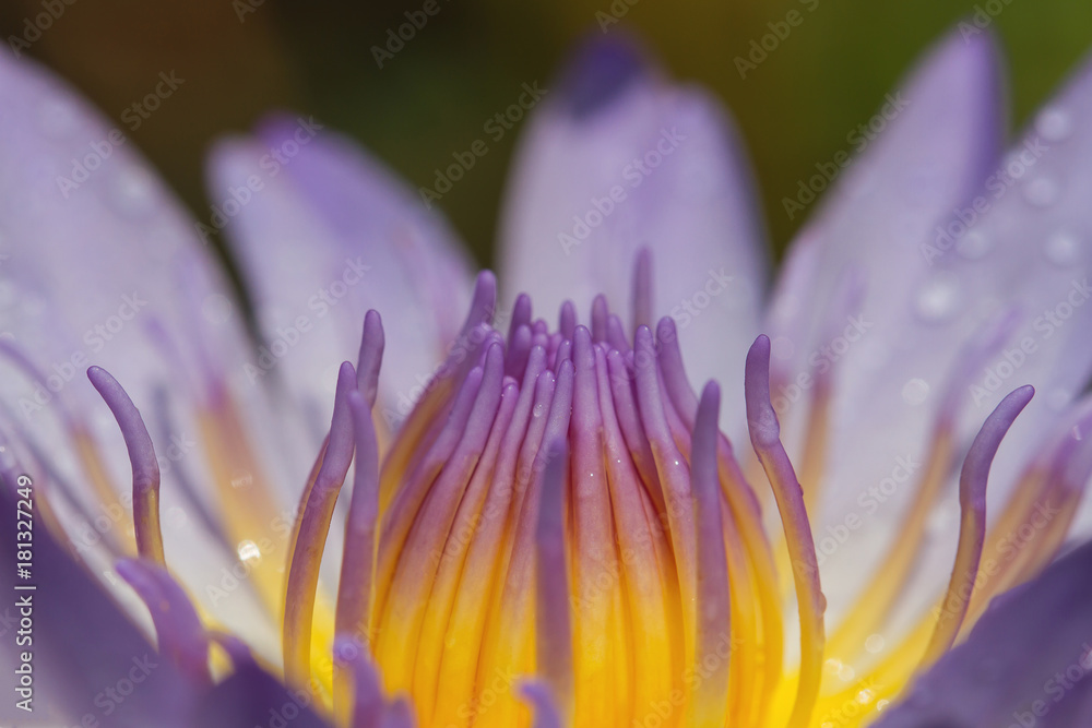 The beautiful blossoming lotus flower closeup in summer The beautiful blossoming lotus flower closeup in summer