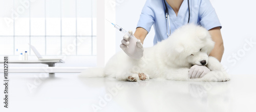 Fototapeta Naklejka Na Ścianę i Meble -  veterinary examination lively dog, hand with syringe on table in vet clinic