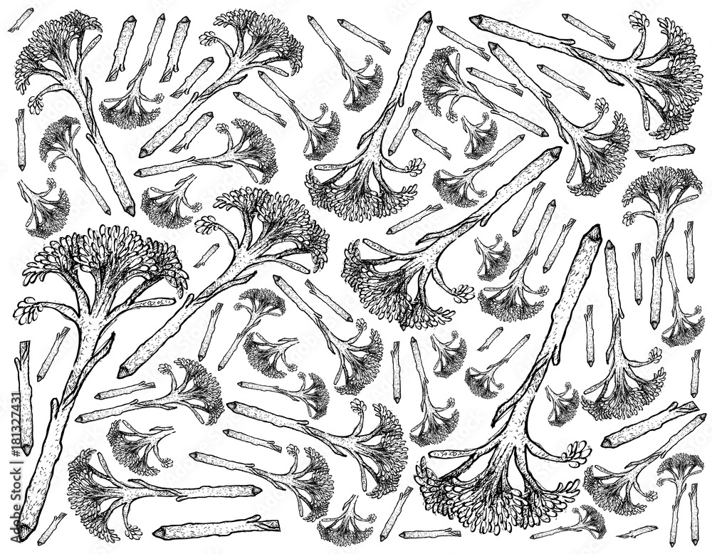 Fototapeta premium Hand Drawn of Fresh Raw Broccolini Background