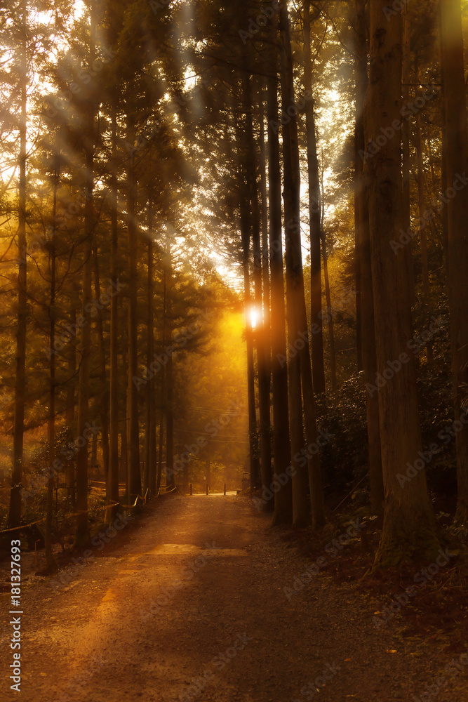Autumn scenery of rural way, the deciduous forest at sunset with light ray in the evening.