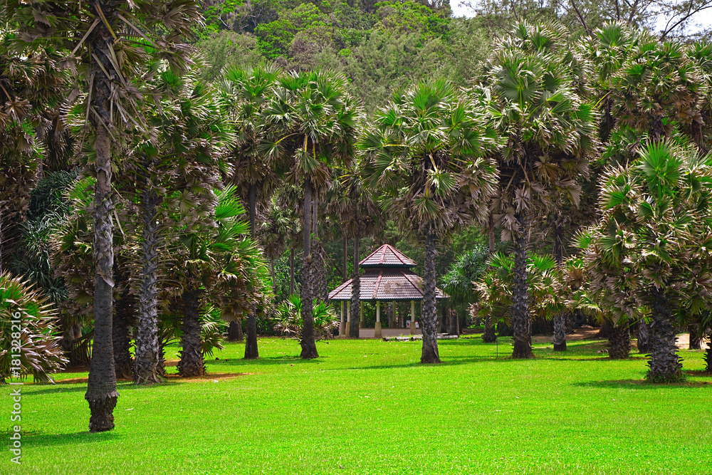 Trees and palm at National Park - September 2017, Koh Lanta, Thailand Trees and palm at National Park - September 2017, Koh Lanta, Thailand