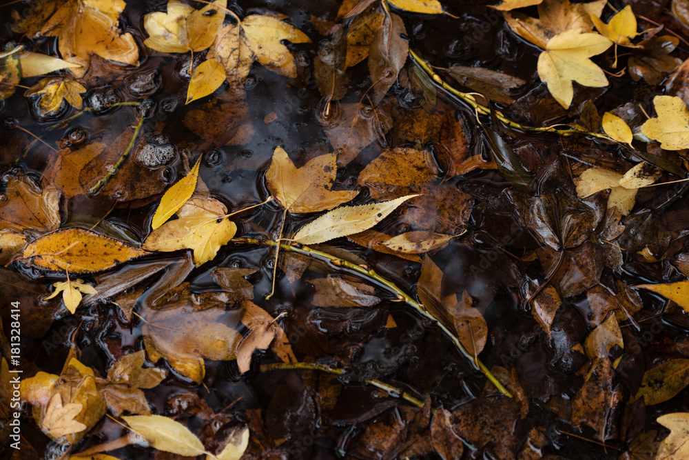 Autumn Leaves In Puddle Of Water