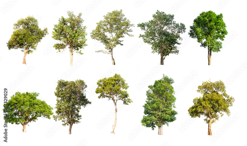 Set of big tree on white background