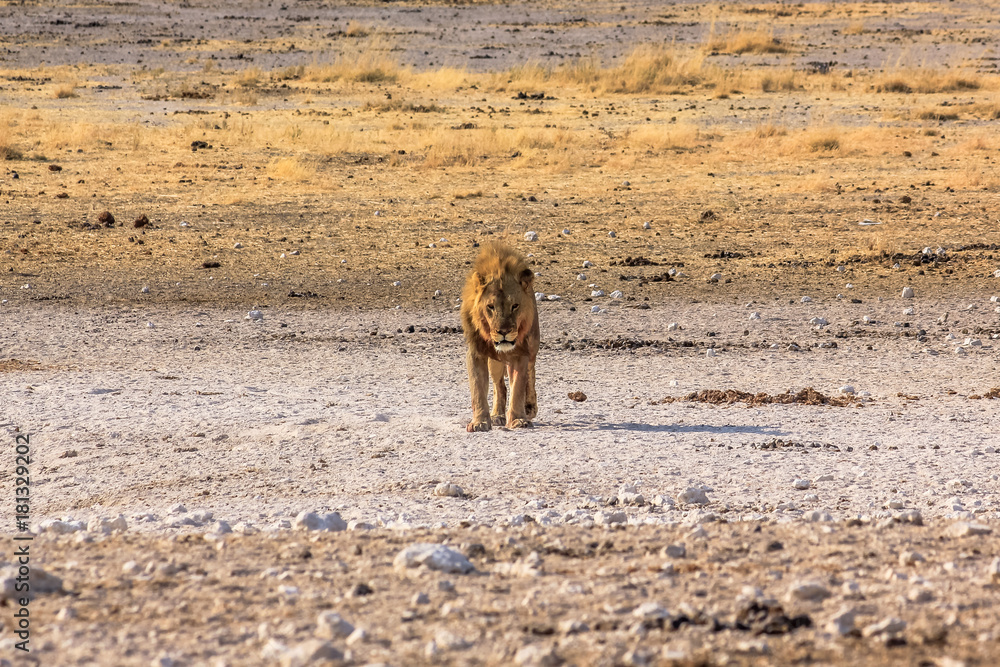 Obraz premium Male lion standing at sunset in desert savannah Etosha National Park, Namibia, Africa.