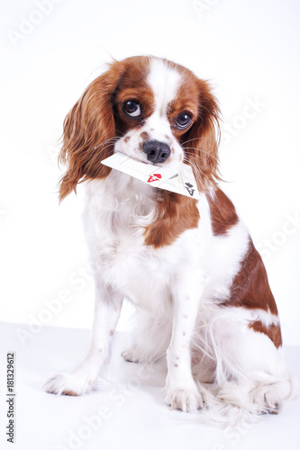 Trained dog with cards. Beautiful friendly cavalier king charles spaniel dog. Purebred canine trained dog puppy. Blenheim spaniel dog puppy. Cute.