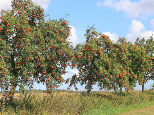 Canvas Print European Rowan at a country road