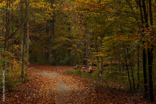 Forest path on a rainy autumn day in the Tricity Landscape Park, Gdansk, Poland