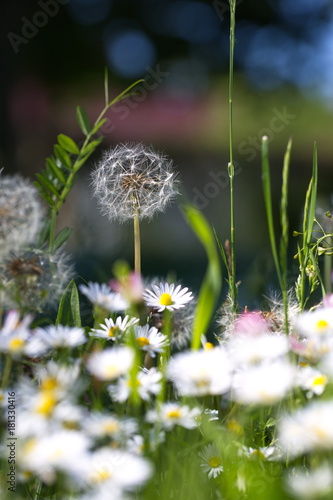 Fototapeta Naklejka Na Ścianę i Meble -  Pusteblume und Gänseblümchen 