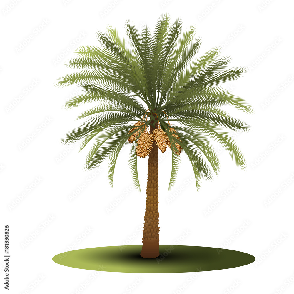 Fototapeta premium palm tree with green leaves and dates