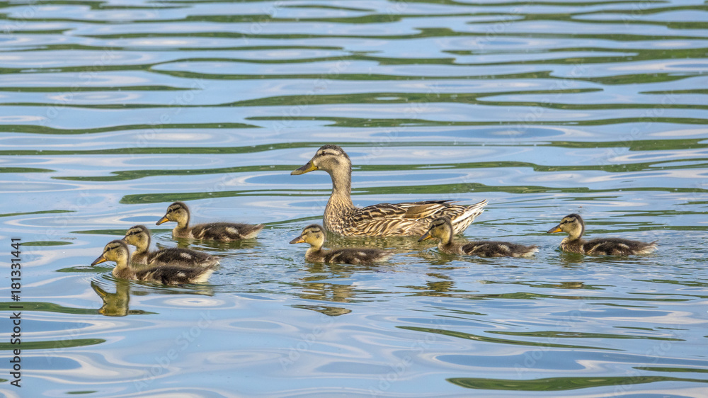 Femmina di germano reale (Anas platyrhynchos) con i piccoli Femmina di germano reale (Anas platyrhynchos) con i piccoli