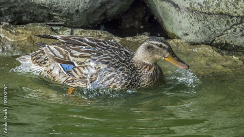 Femmina di germano reale ( Anas platyrhynchos) che si liscia il piumaggio photo