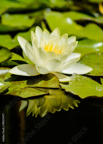 Beautiful white water lily flower, reflection in water