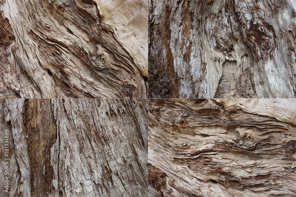 Collage 4 collection of wood bark colver tree Collage 4 collection of wood bark colver tree