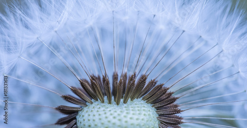 dandelion close up 