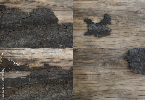 Collage 4 collection of wood bark colver tree photo