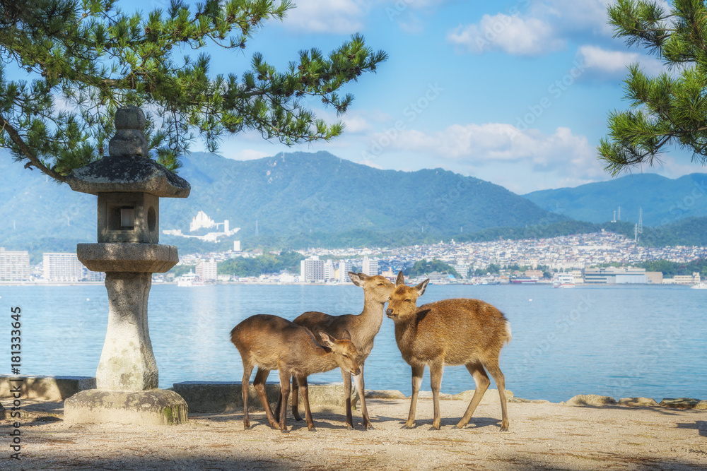 Obraz premium Deer on the island Itsukushima. Miyajima, Hiroshima, Japan