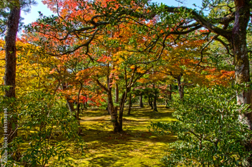 秋の金閣寺の庭園