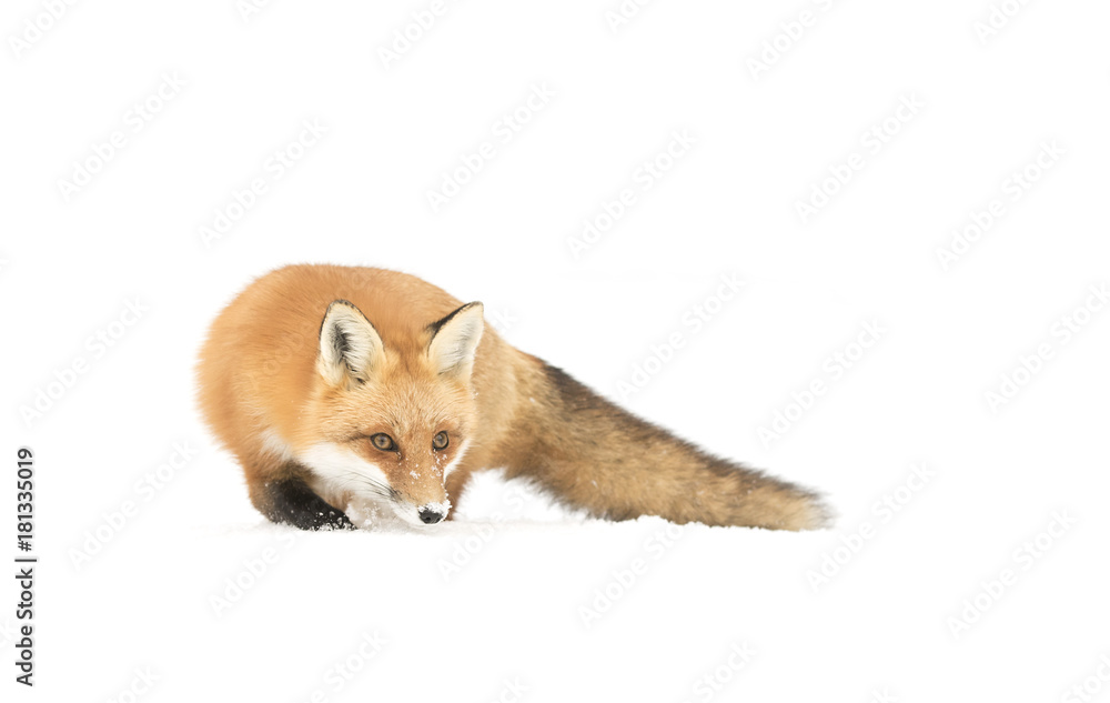 Red fox (Vulpes vulpes) isolated on a white background with bushy tail walking through the snow in Algonquin Park in Canada