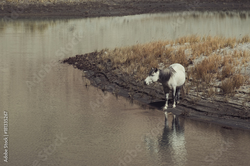 White wild horses walking on desert near by the river