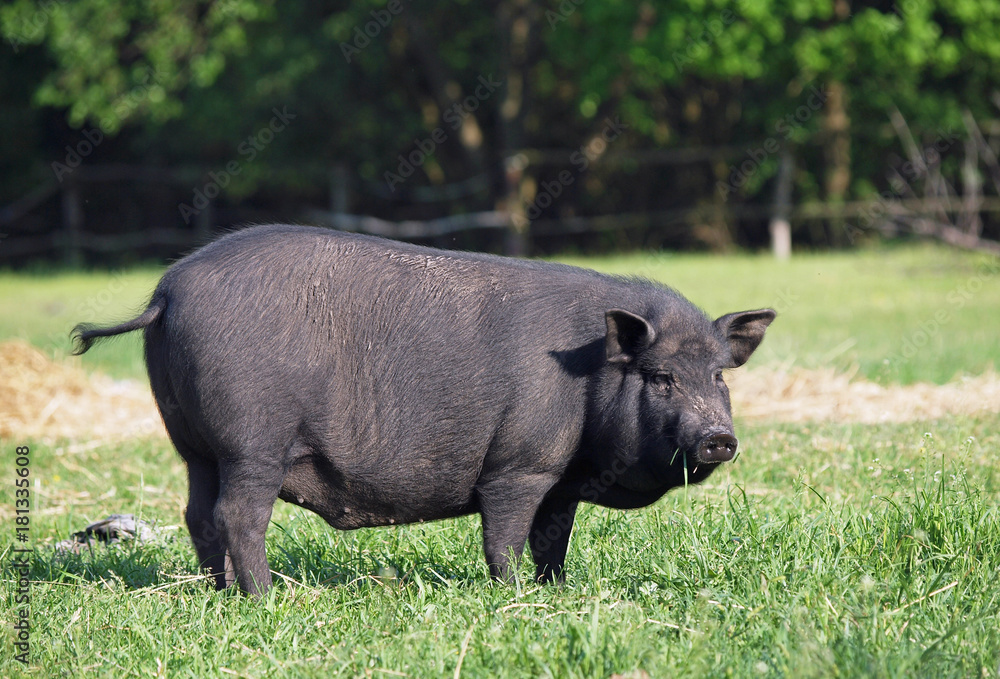 Black Vietnamese pig on a green meadow Black Vietnamese pig on a green meadow