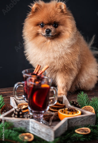 Pomeranian dog in Christmas decorations and with a glass of mulled wine. A dog with a glass of mulled wine © Agnes