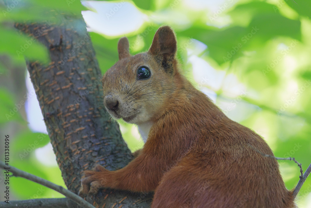 Red-haired squirrel on a tree in the park. Animals Red-haired squirrel on a tree in the park. Animals