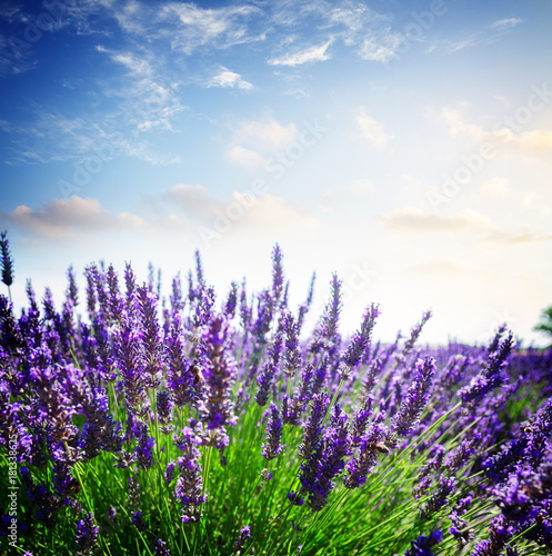 Lavender growing bush with flowers close up in summer field under sunset sky, France
