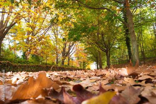 panorama autunnale nel parco