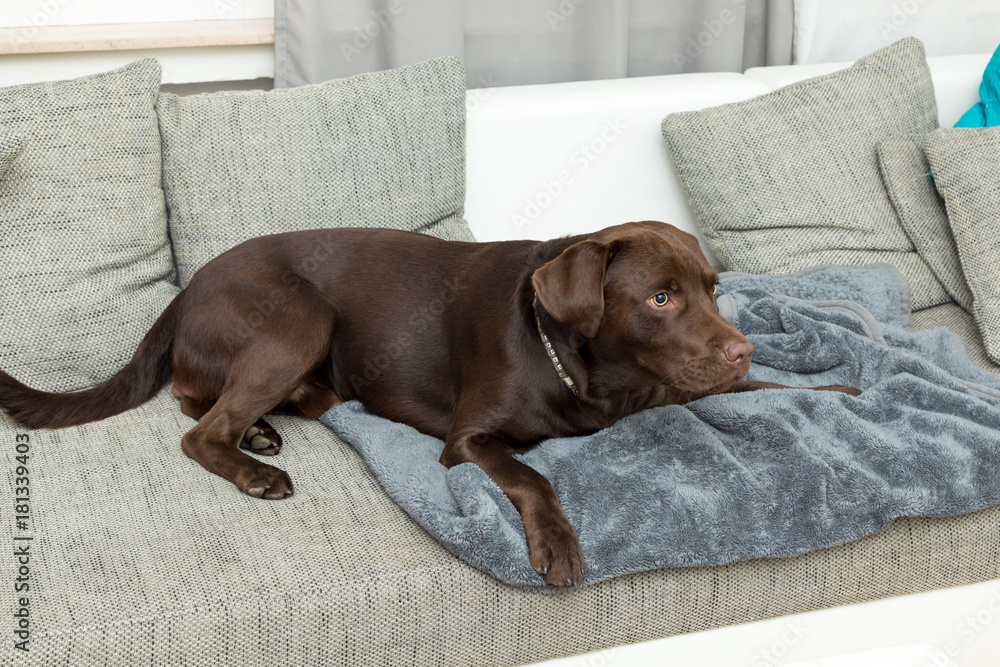 brown labrador lying on a couch