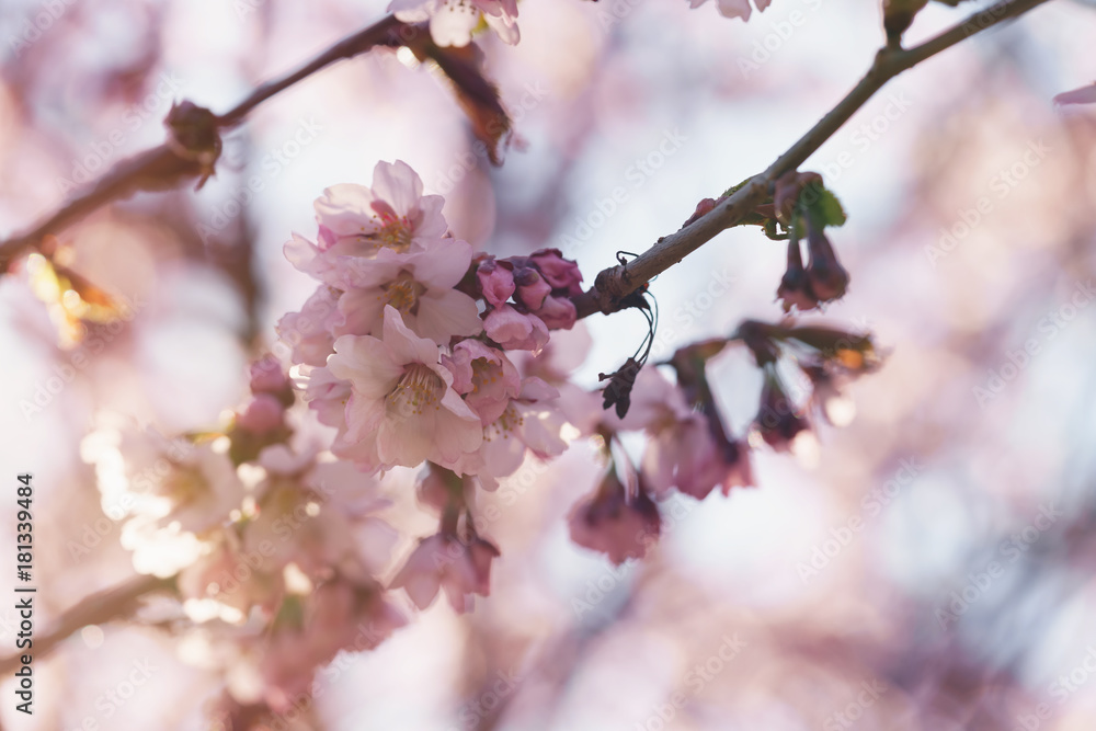 sakura blossom in warm spring morning sakura blossom in warm spring morning