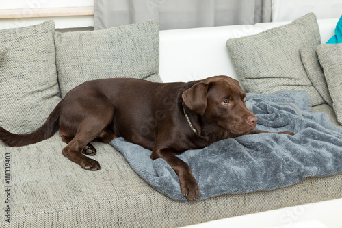 brown labrador lying on a couch