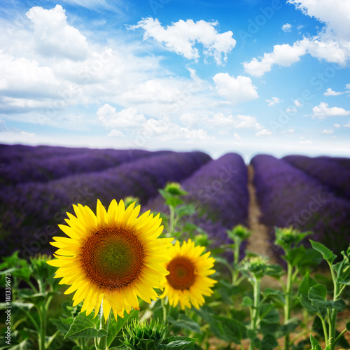 Sunflower and Lavender flowers field under blue sky, Provence, France, retro toned photo