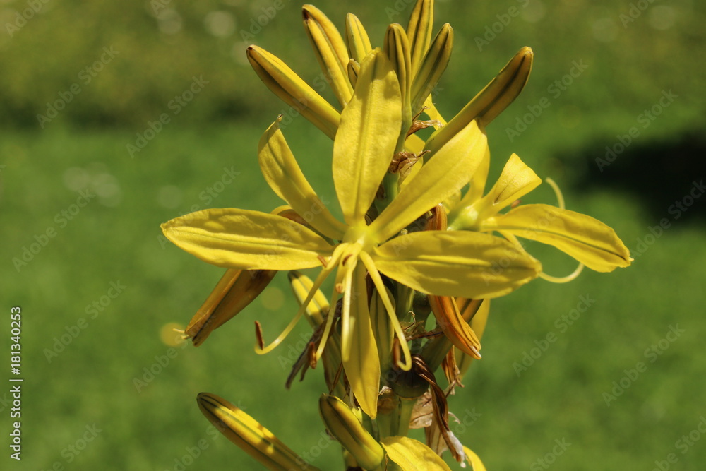 Obraz premium Yellow 