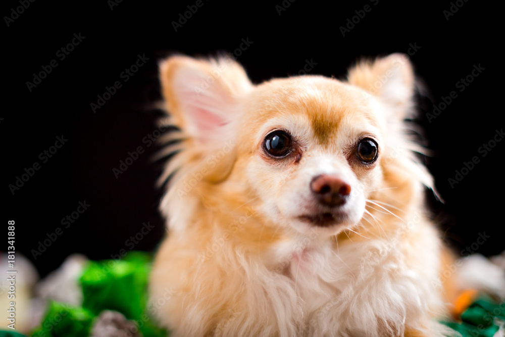 curious chihuahua dog isolate black background