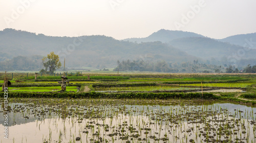 Rice fields in Luang Prabang  Laos