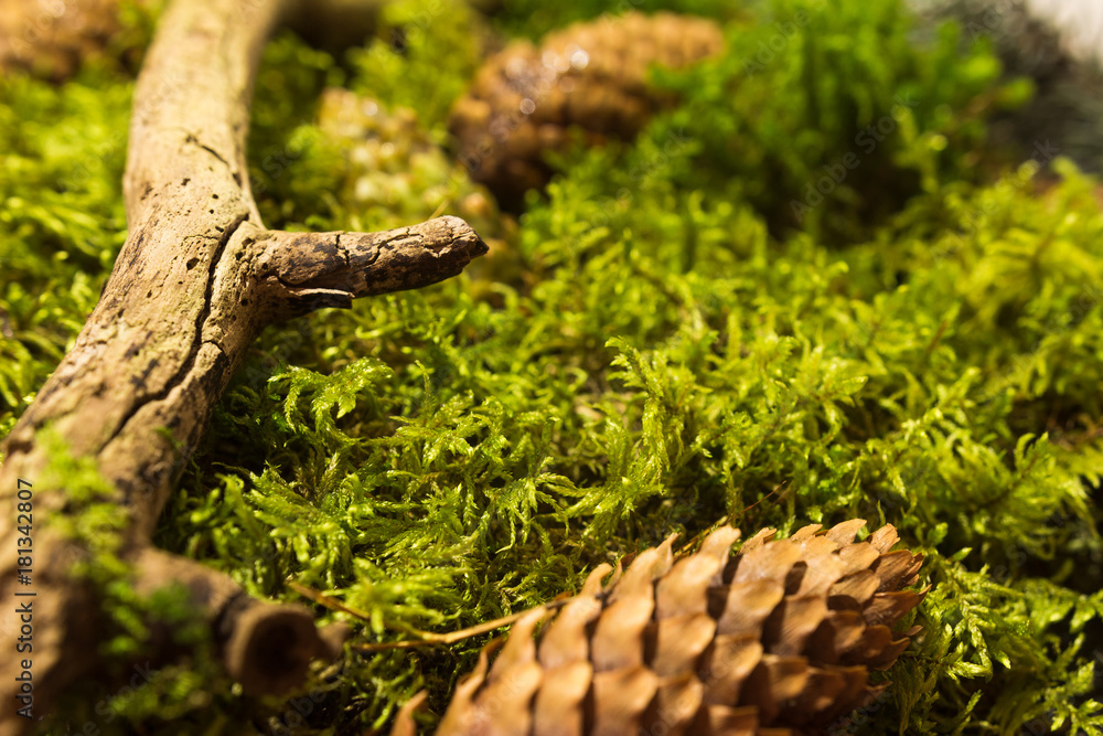 Naklejka premium Фон со мхом веткой и шишками